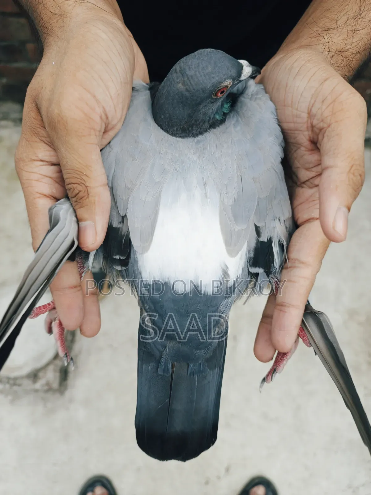 Blue Bar Racer Male Pigeon/সবজি রেসার নর কবুতর