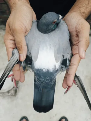 Blue Bar Racer Male Pigeon/সবজি রেসার নর কবুতর