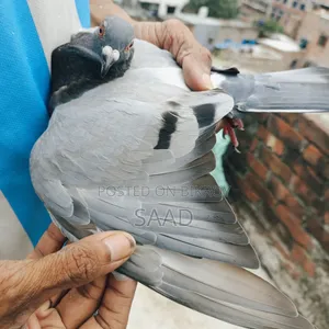 Blue Bar Racer Male Pigeon/সবজি রেসার নর কবুতর