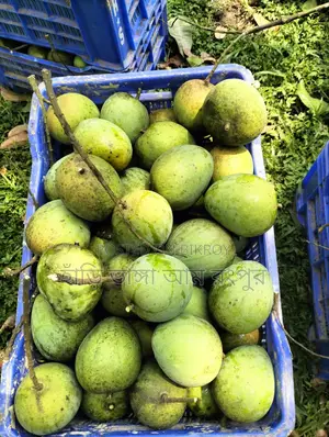হাঁড়ি ভাঙ্গা আম খেতে মজা।