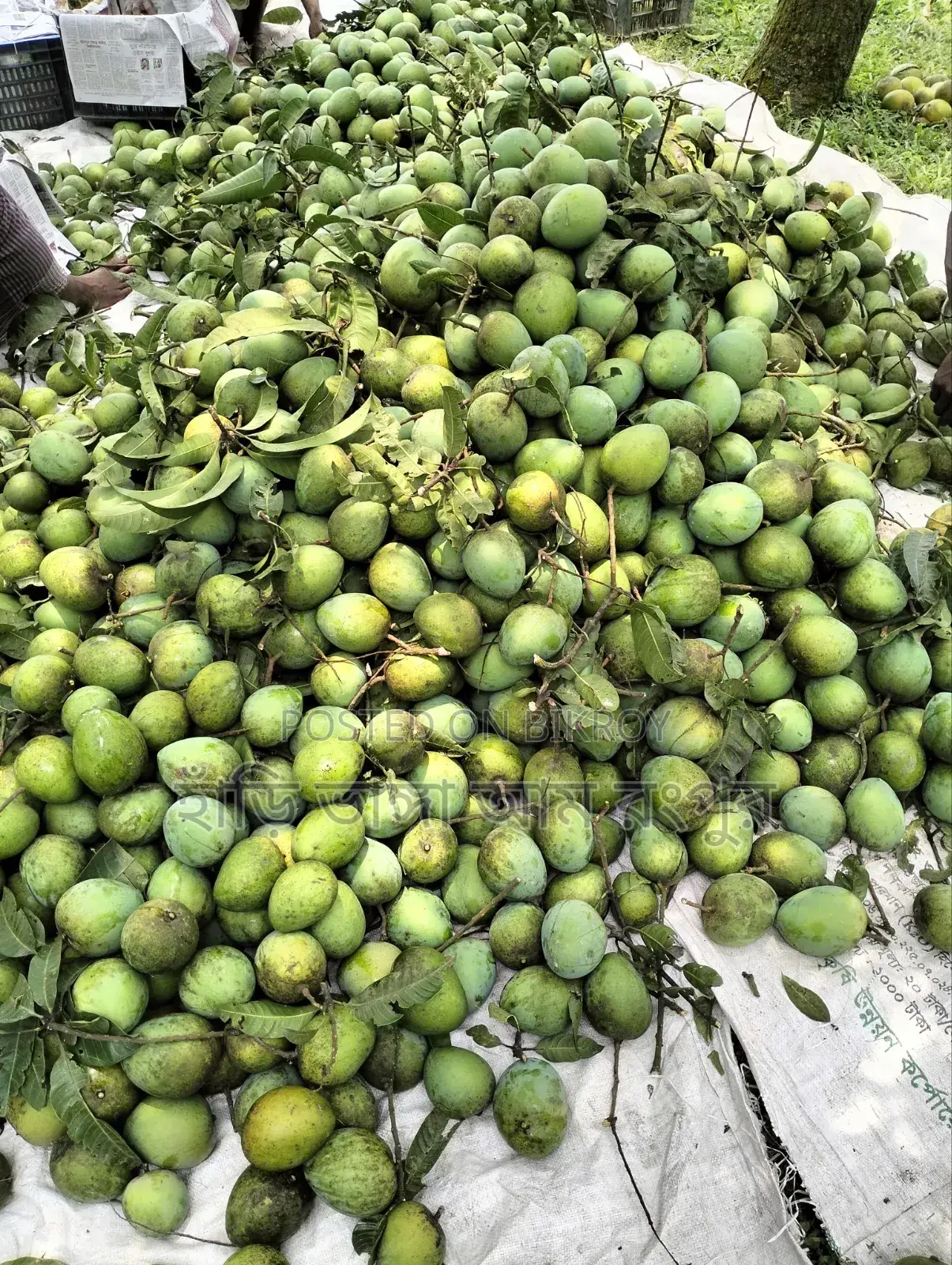 Hari Bhanga Mangoes are delicious.