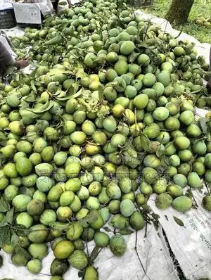 Hari Bhanga Mangoes are delicious.
