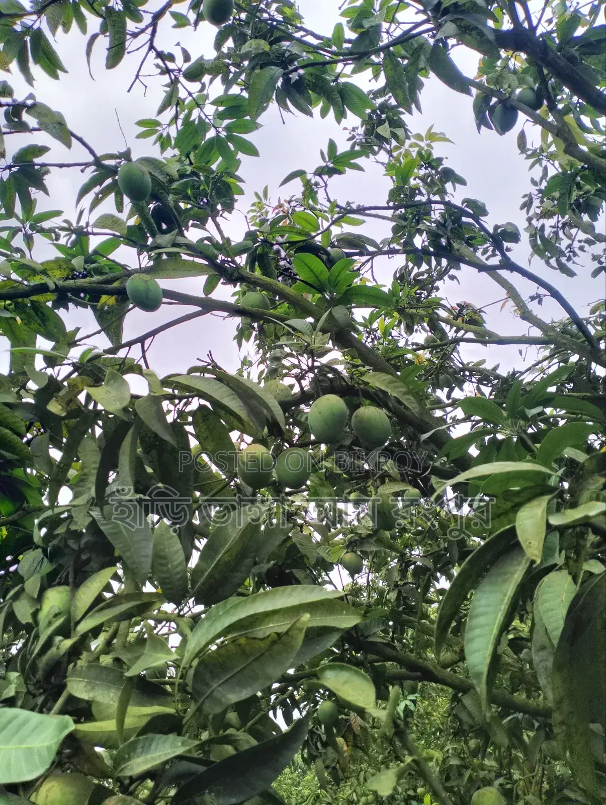 Hari Bhanga Mangoes are delicious.