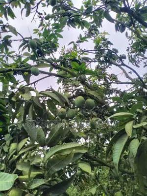 Hari Bhanga Mangoes are delicious.