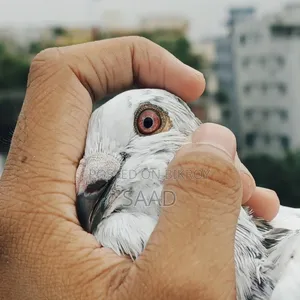 আফসান গ্রিজেল নর কবুতর