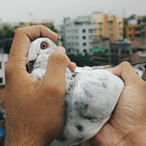 আফসান গ্রিজেল নর কবুতর