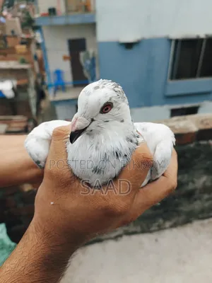 আফসান গ্রিজেল নর কবুতর