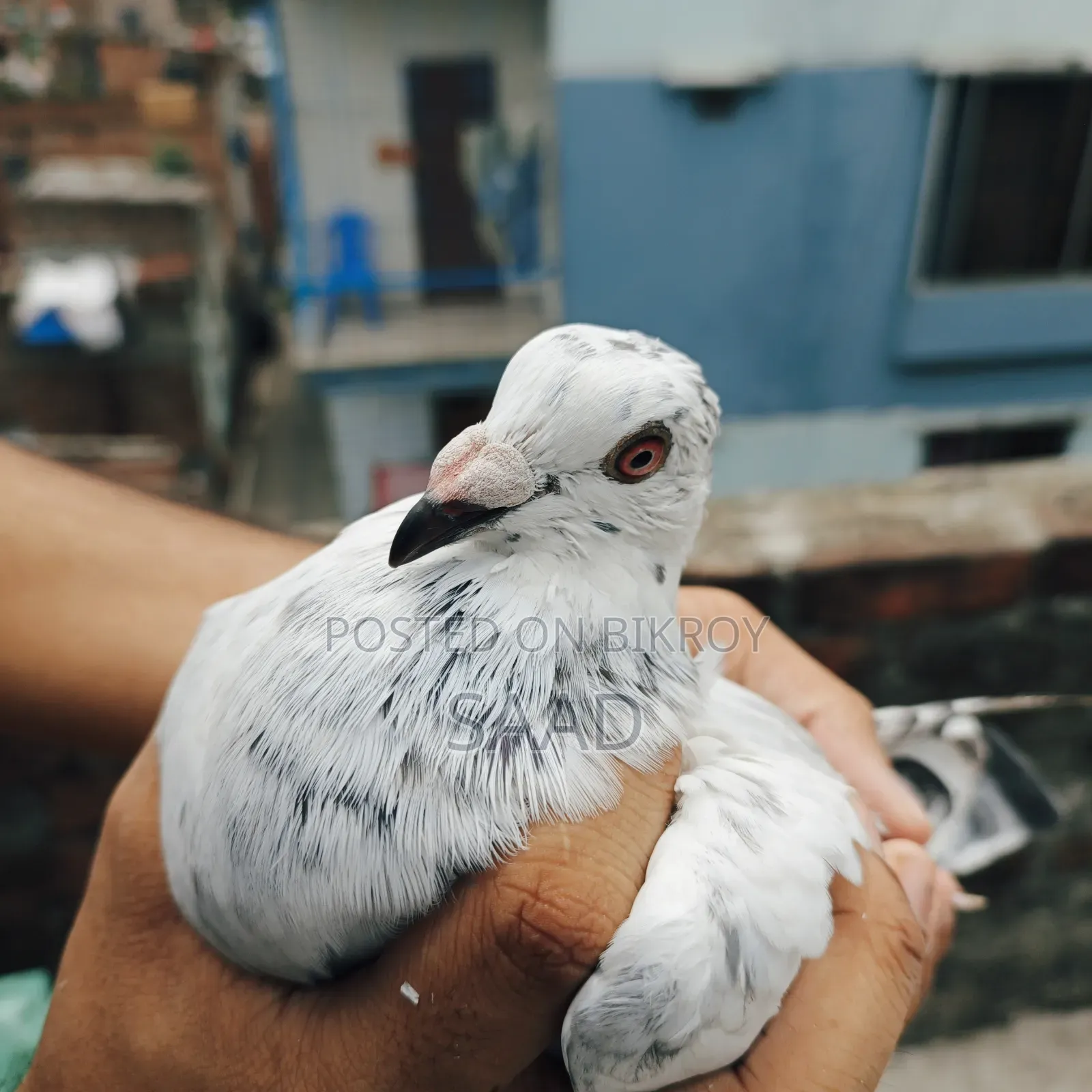 আফসান গ্রিজেল নর কবুতর