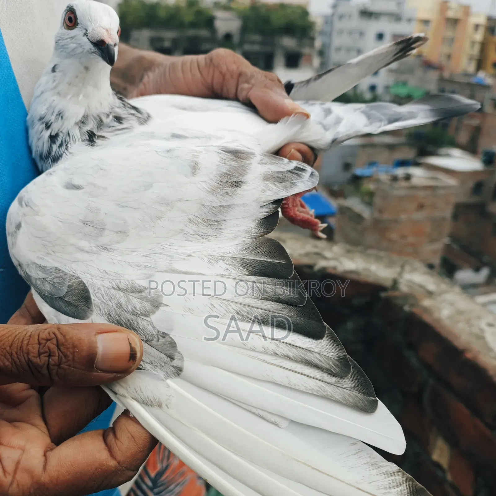 আফসান গ্রিজেল নর কবুতর