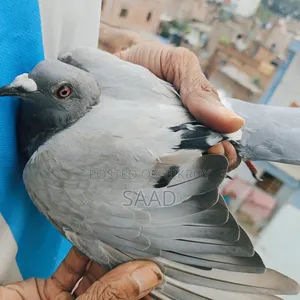 Blue Bar Racer Female Pigeon/সবজি রেসার মাদি কবুতর