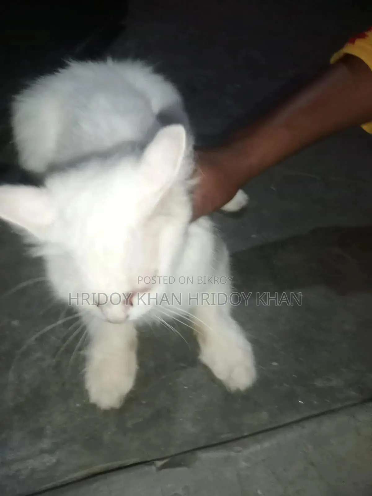 ৩-৬ মাস বয়সী মিক্সড ব্রিড বেঙ্গল বিড়াল