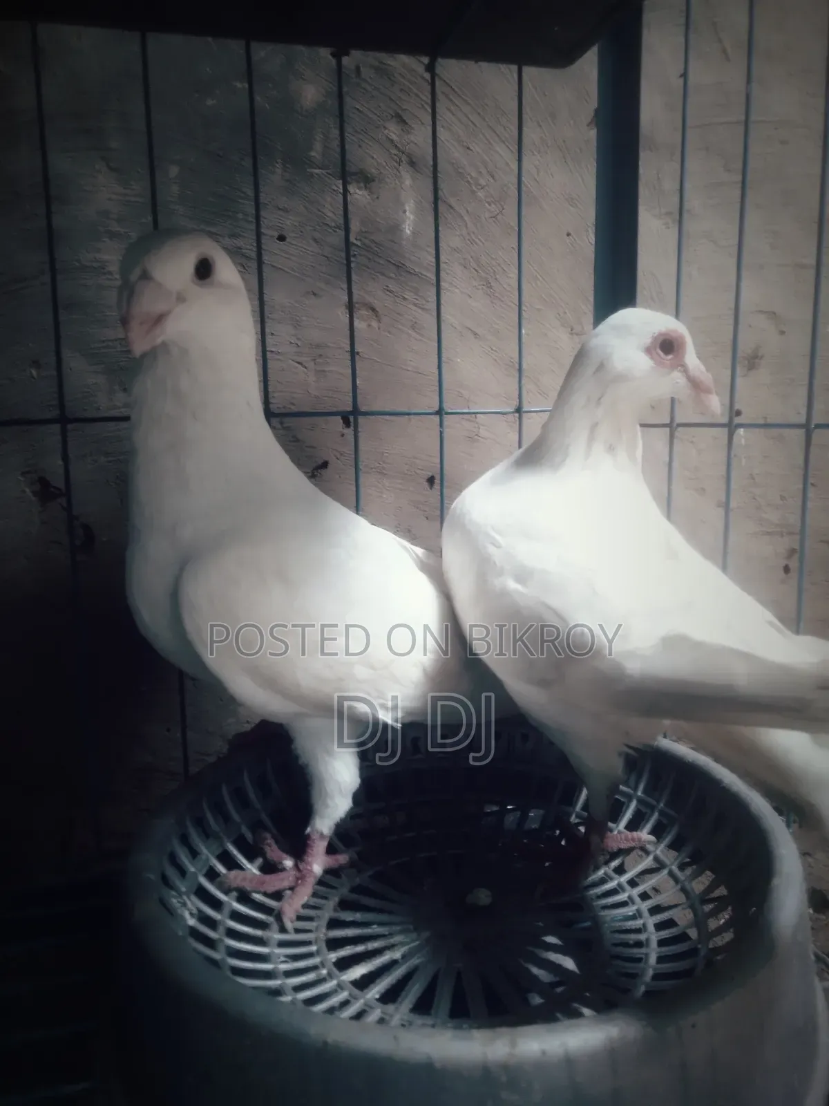 সিরাজ,হুমা কবুতর