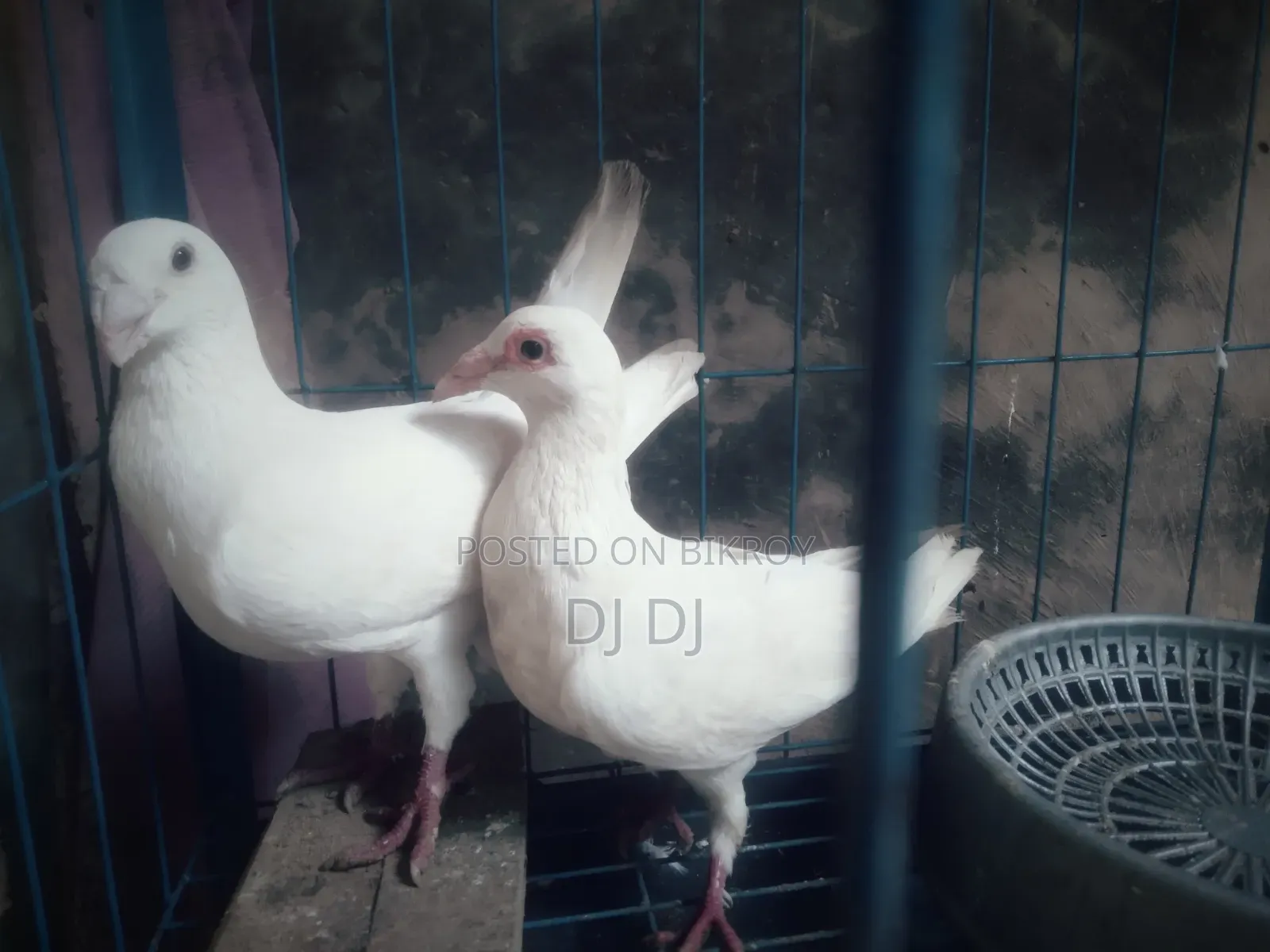 সিরাজ,হুমা কবুতর