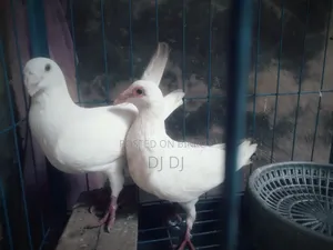 সিরাজ,হুমা কবুতর