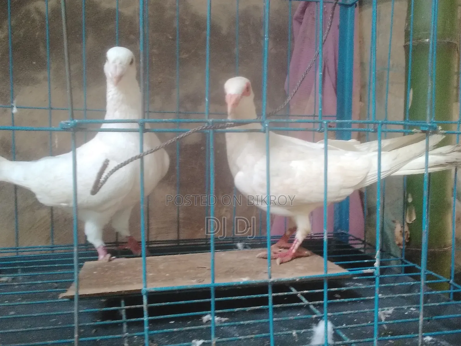 সিরাজ,হুমা কবুতর