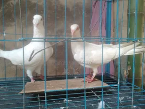 সিরাজ,হুমা কবুতর