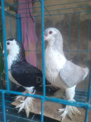 সিরাজ,হুমা কবুতর