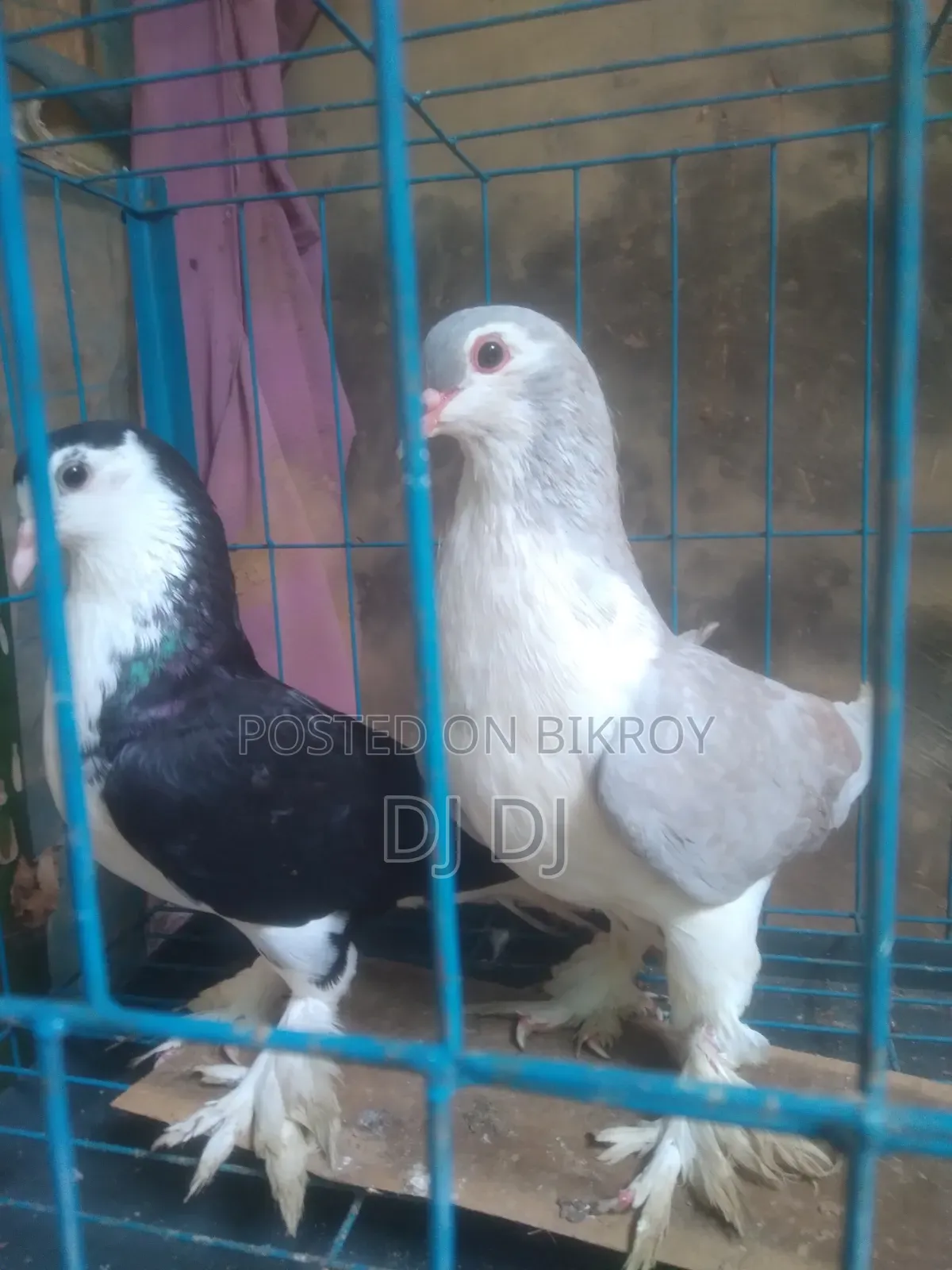 সিরাজ,হুমা কবুতর