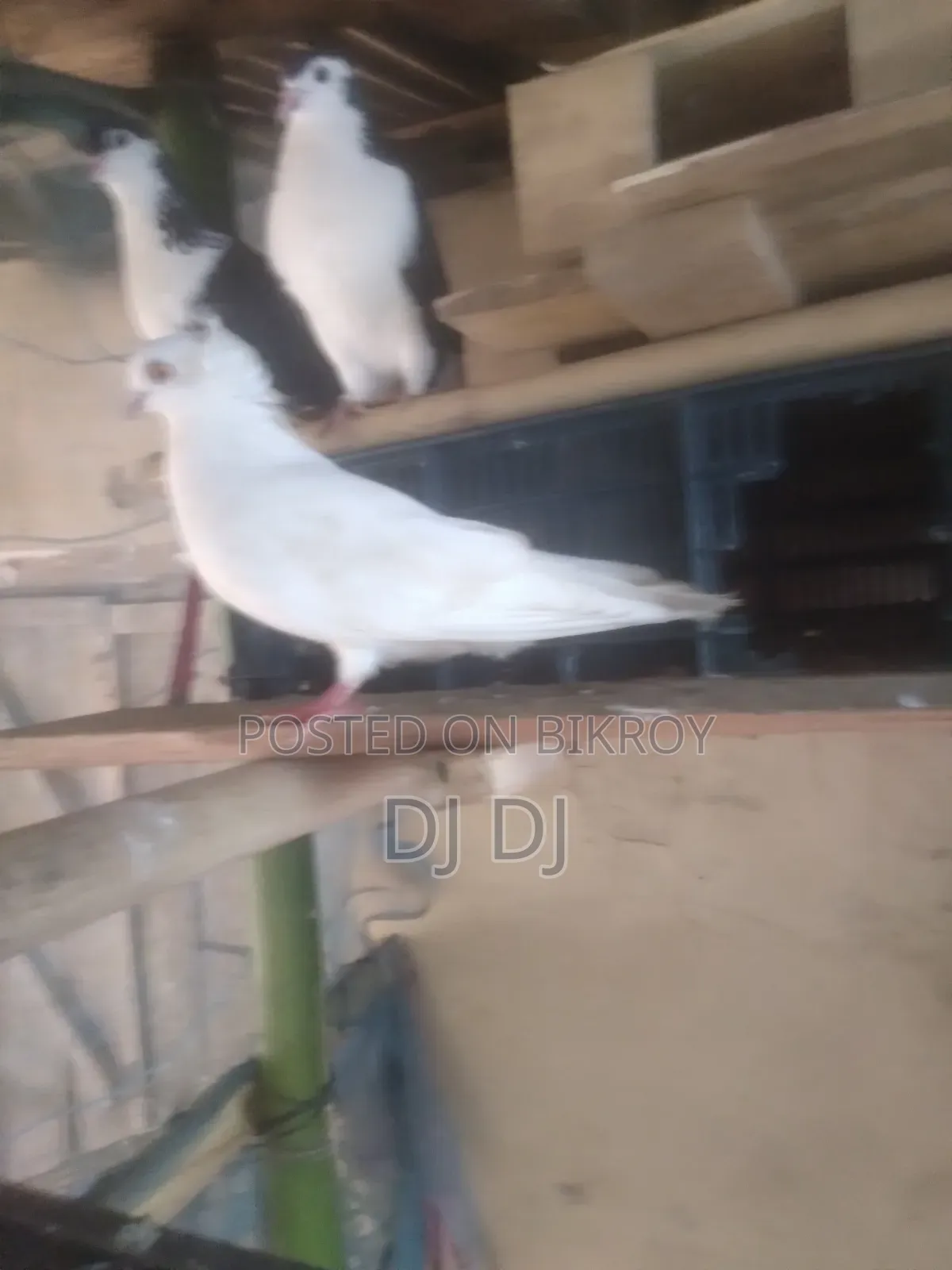 সিরাজ,হুমা কবুতর