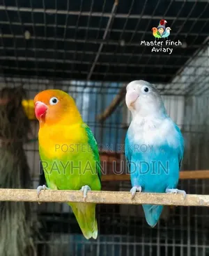 Lovebirds Running Pair