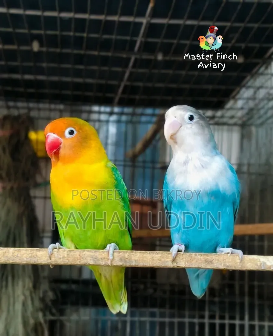 Lovebirds Running Pair