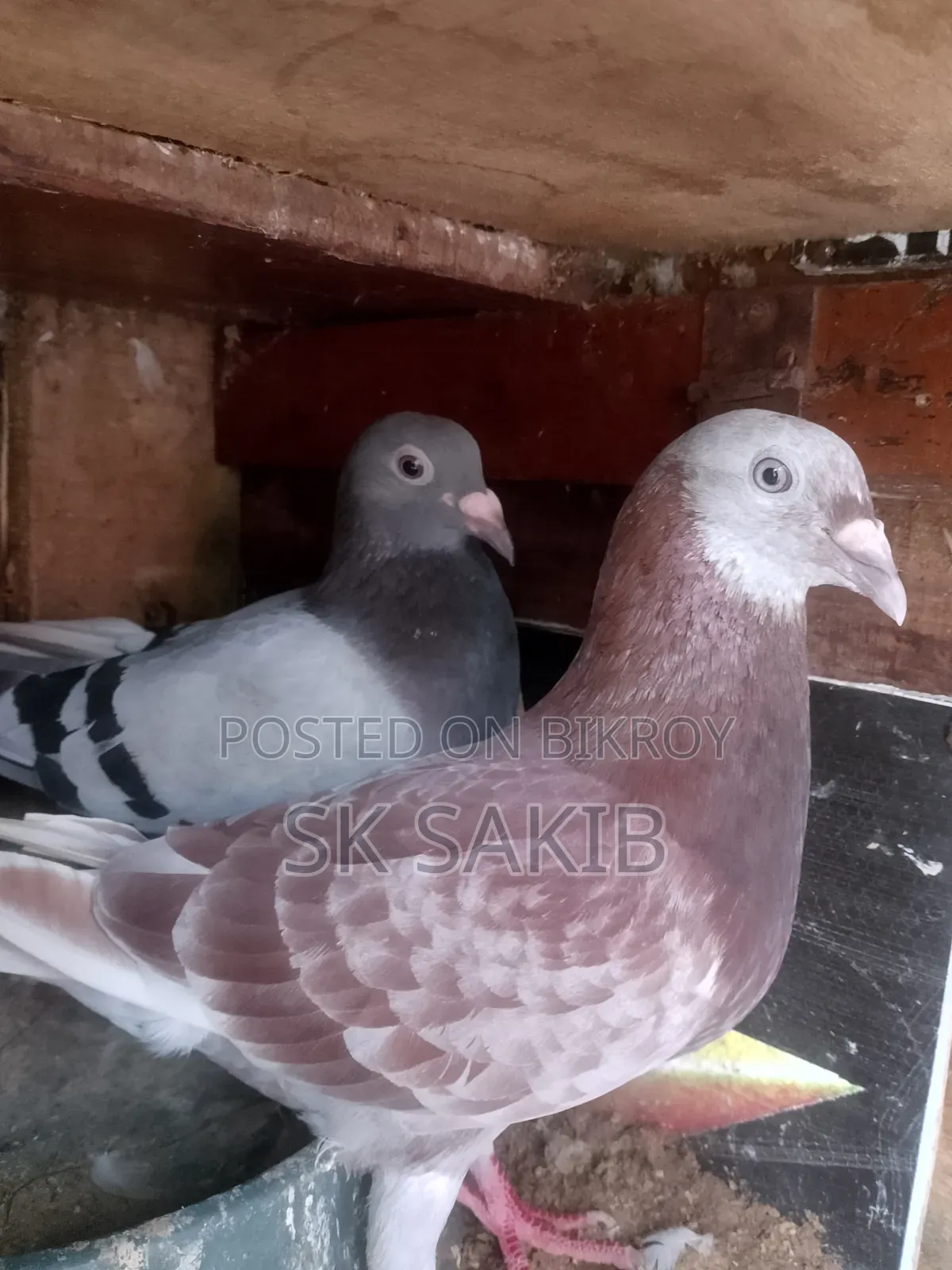 এক জোড়া রানিং হুমার