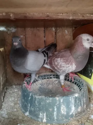 এক জোড়া রানিং হুমার