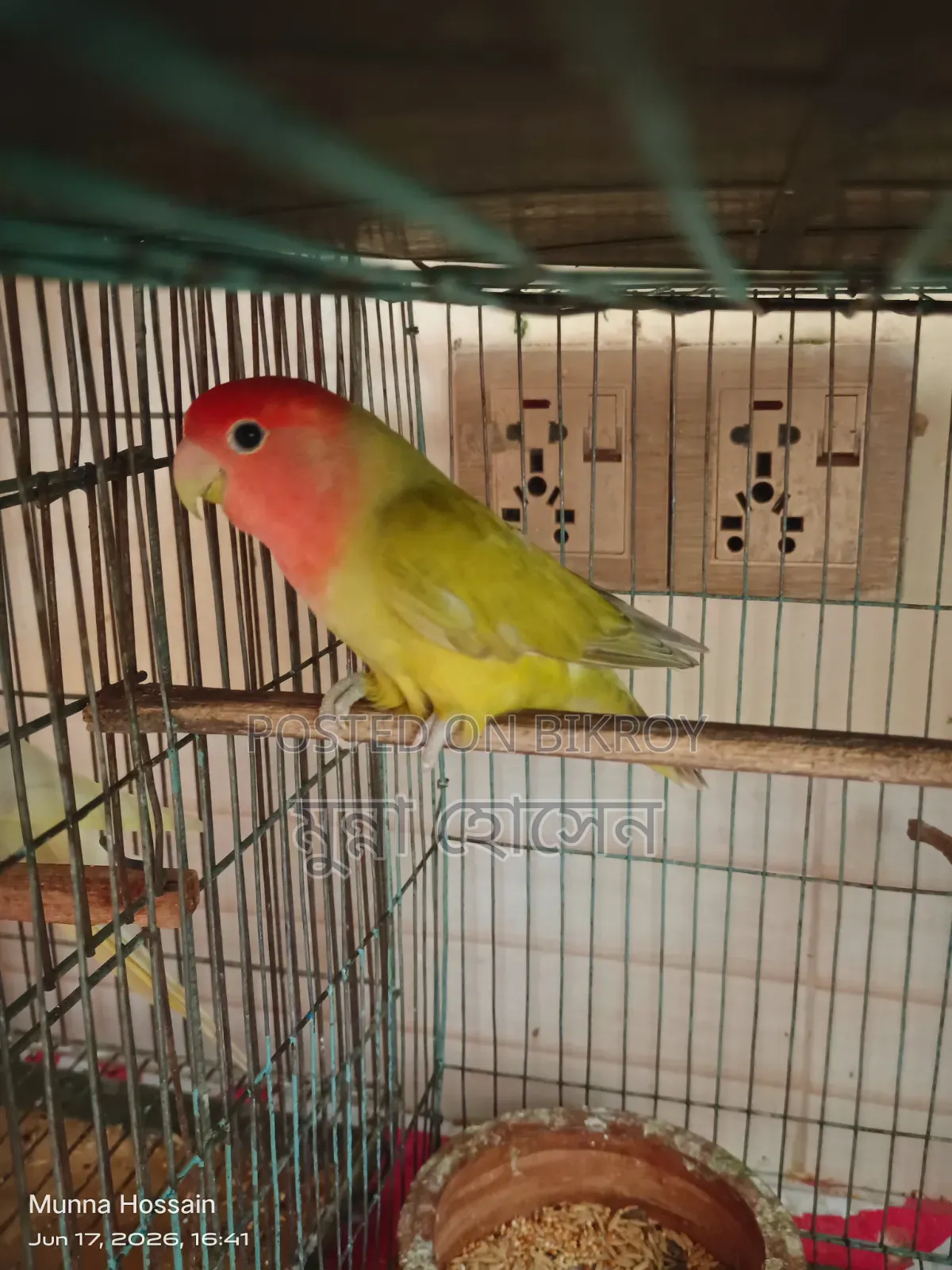 Love Bird Single Male