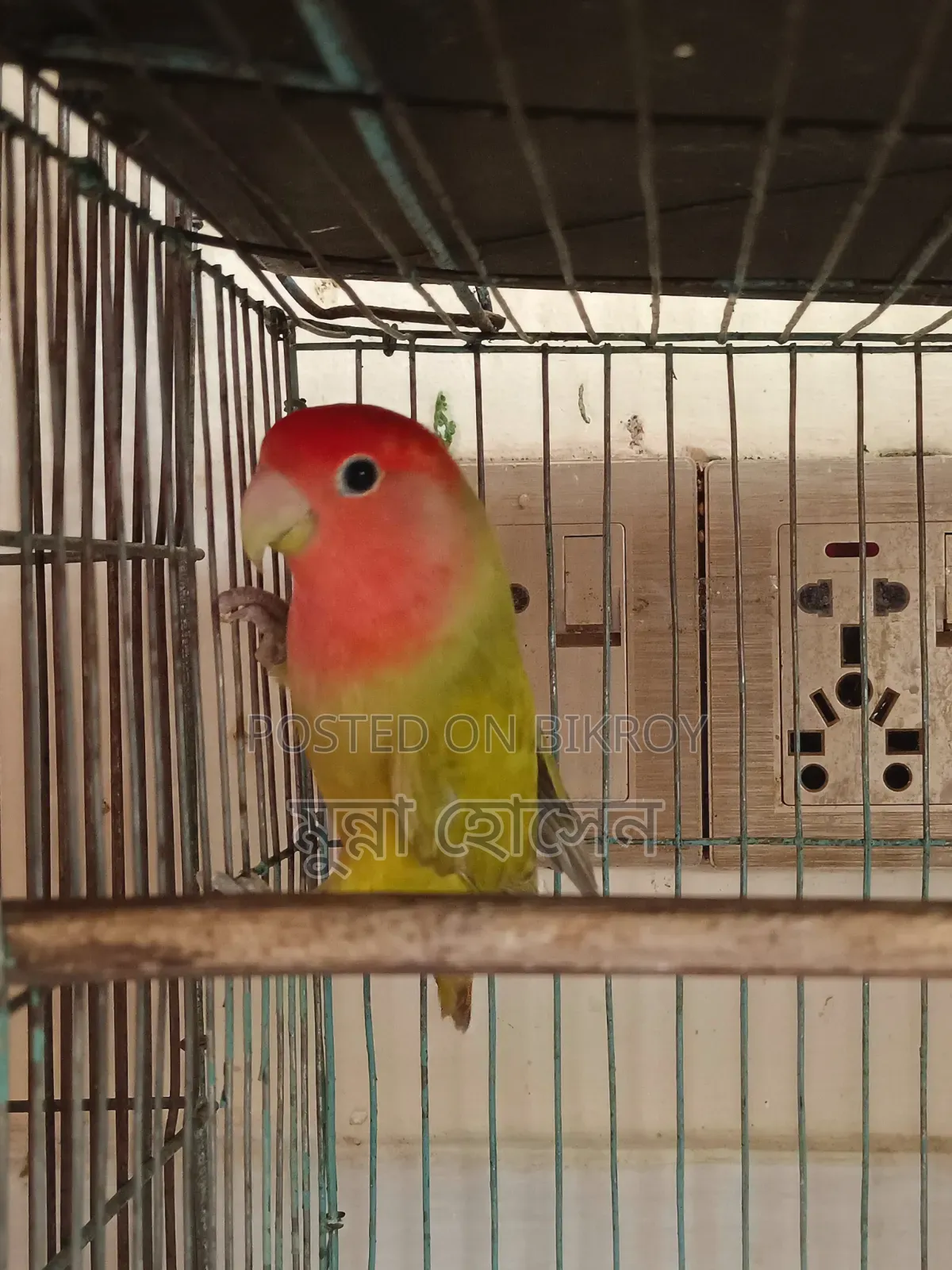 Love Bird Single Male