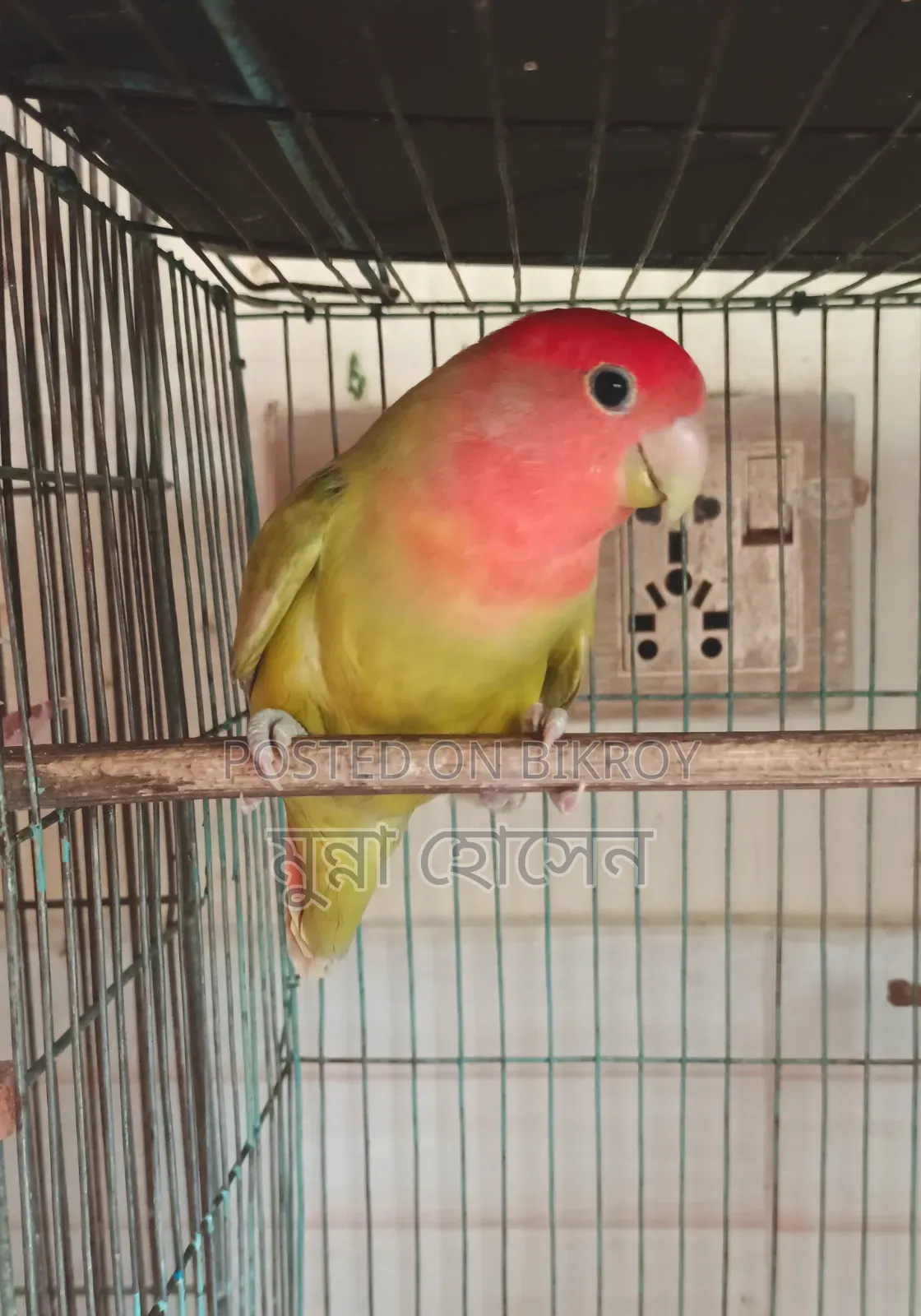 Love Bird Single Male