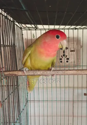 Love Bird Single Male