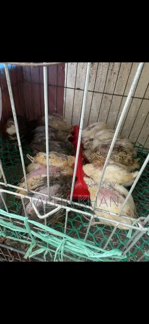 ইউরোপের জয়েন্ট কোয়েল ২৫ দিনের