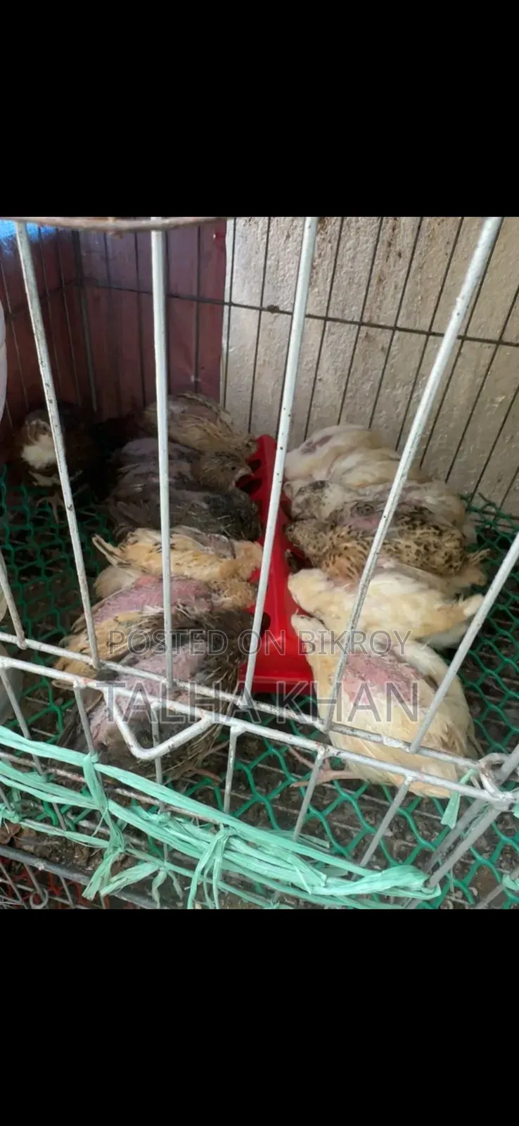 ইউরোপের জয়েন্ট কোয়েল ২৫ দিনের