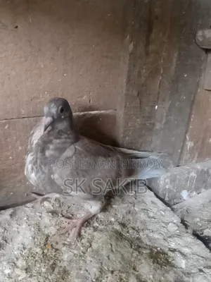 হুমার নর বেবি