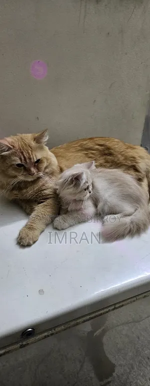 ৬-১২ মাস বয়সী স্ত্রী বিশুদ্ধ পার্সিয়ান বিড়াল