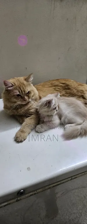 ৬-১২ মাস বয়সী স্ত্রী বিশুদ্ধ পার্সিয়ান বিড়াল