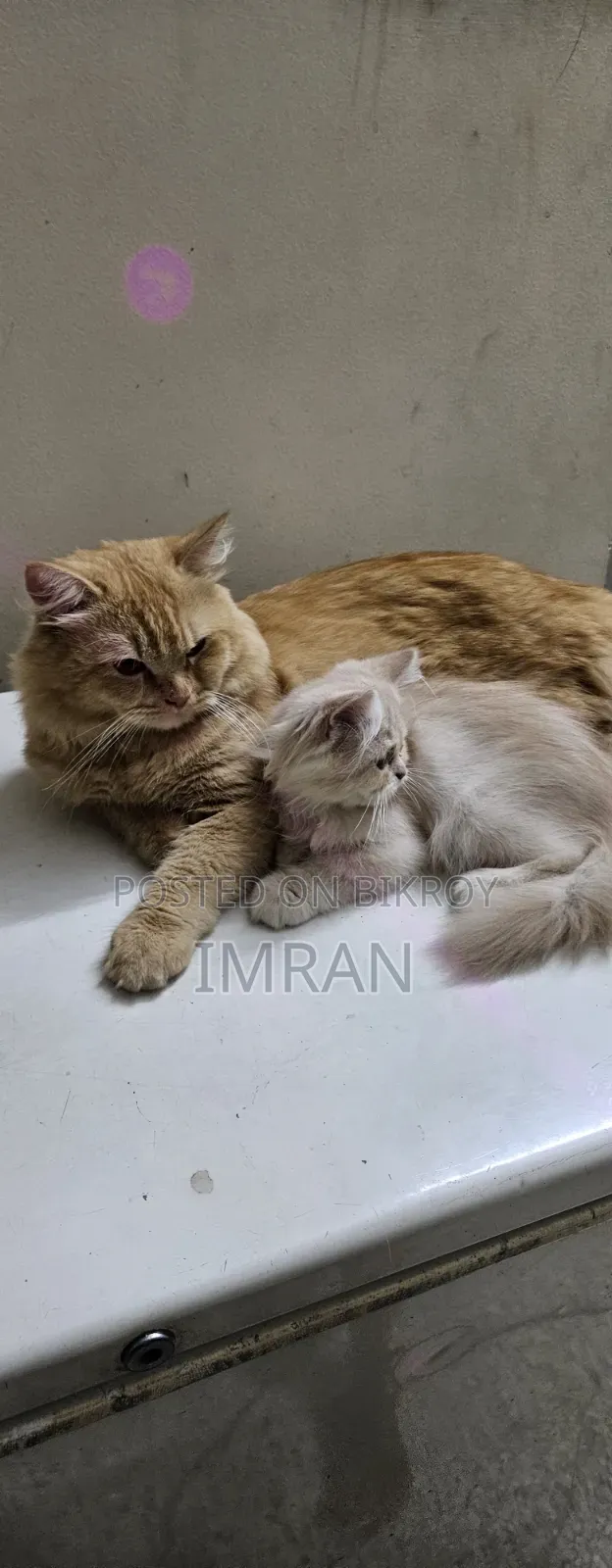 ৬-১২ মাস বয়সী স্ত্রী বিশুদ্ধ পার্সিয়ান বিড়াল