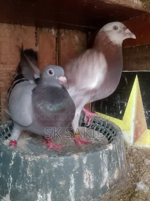 এক জোড়া রানিং হুমার
