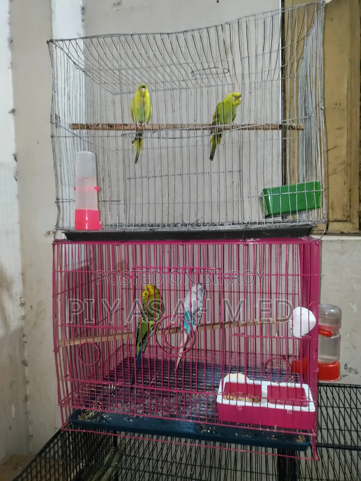 বাজিগর পাখি