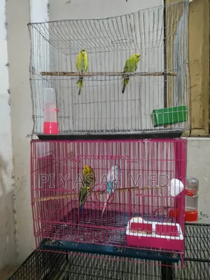 বাজিগর পাখি