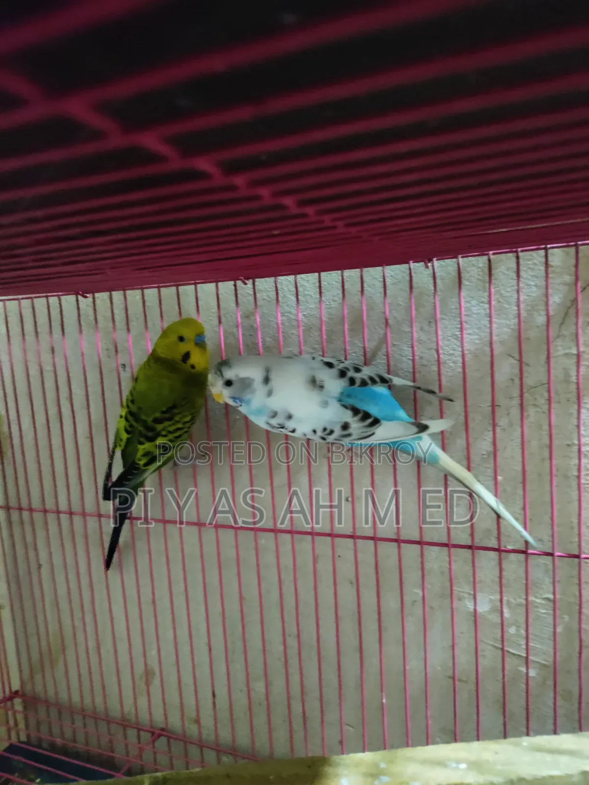 বাজিগর পাখি