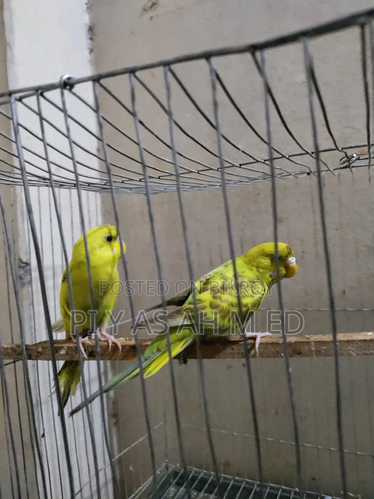 বাজিগর পাখি