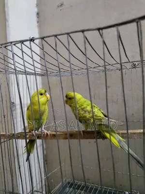 বাজিগর পাখি
