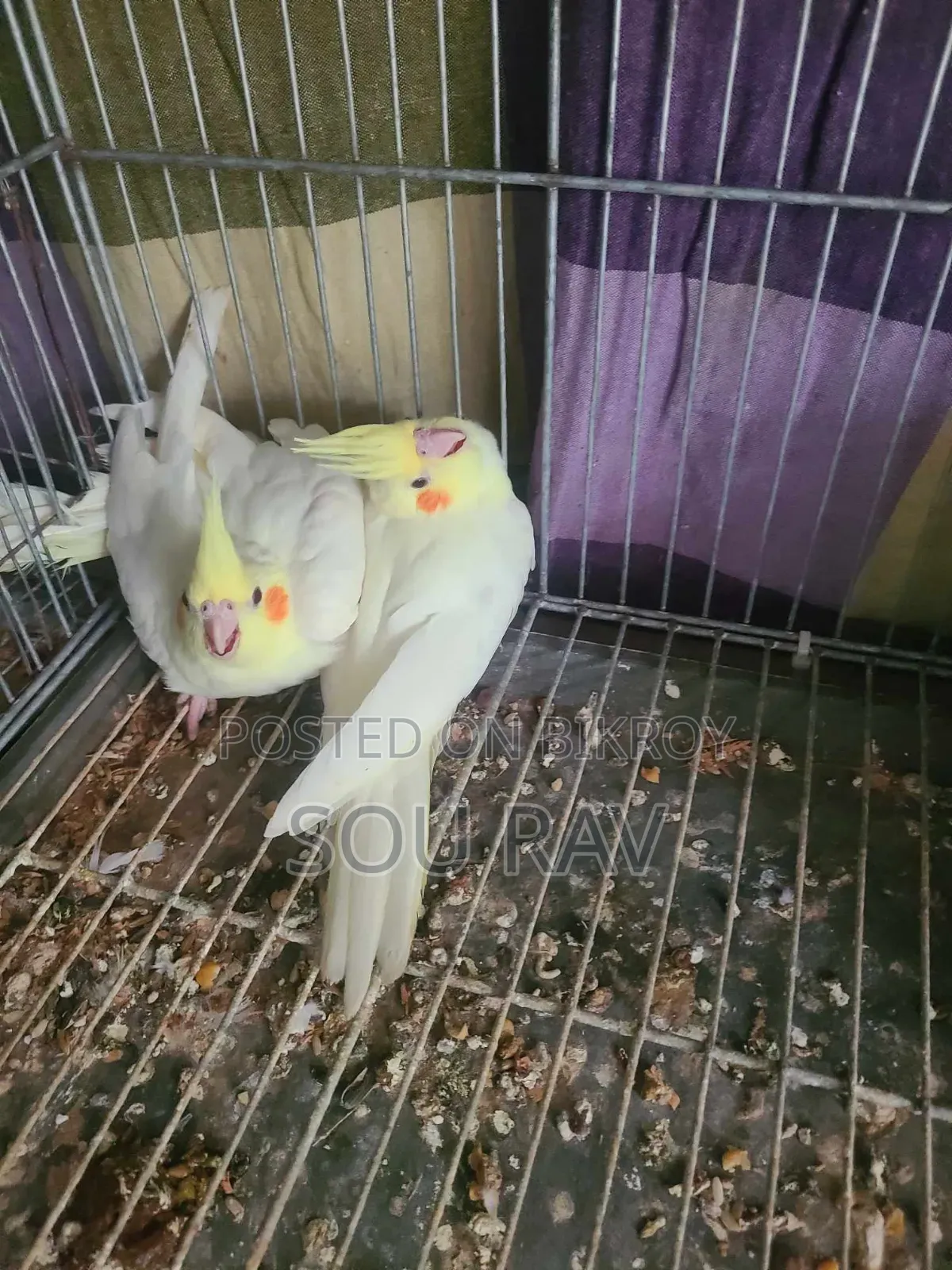 ককাটেল পাখি
