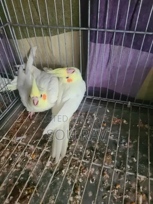 ককাটেল পাখি