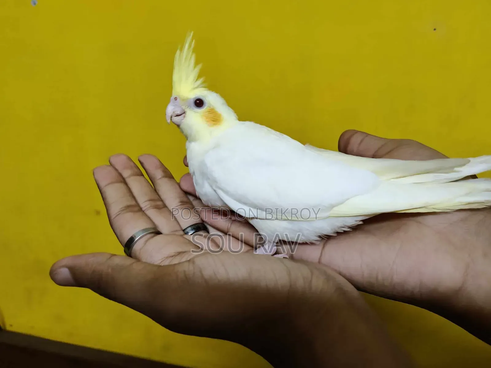 ককাটেল পাখি