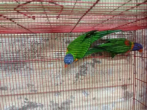 রেইনবো লরিকিট ব্রিডিং পেয়ার