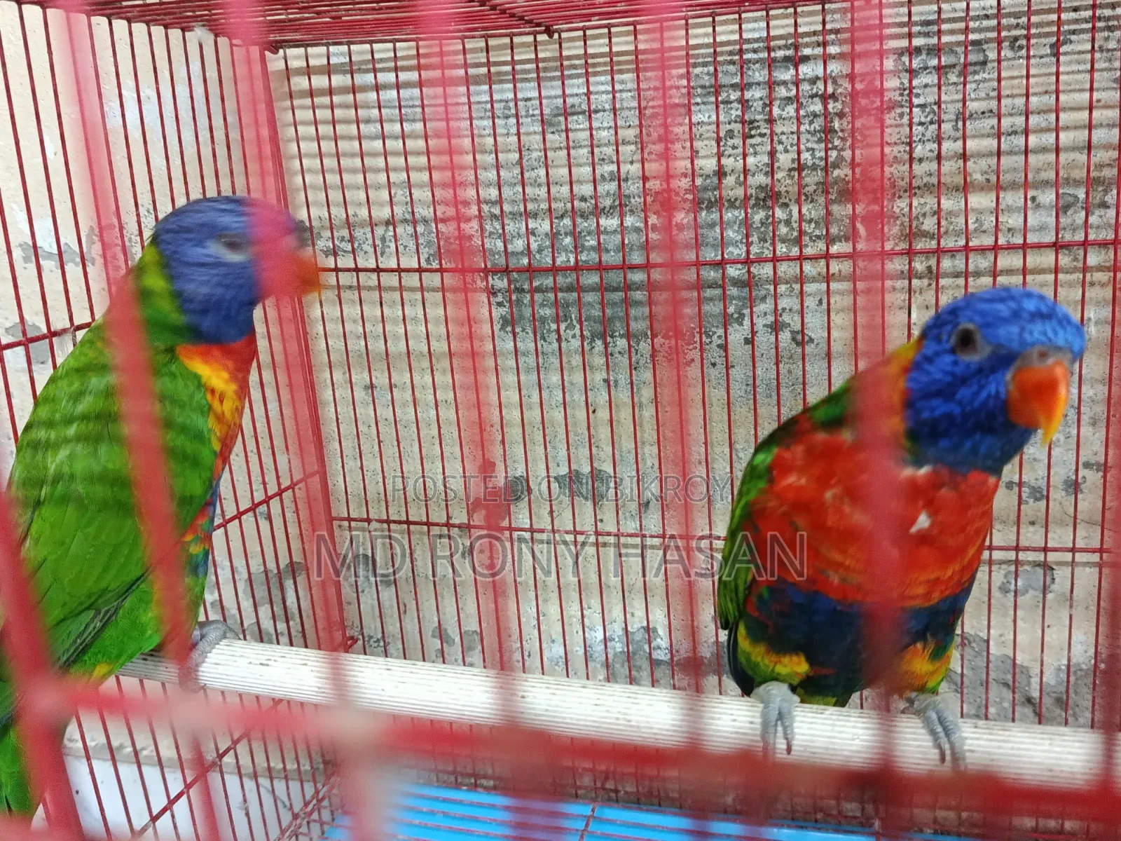 রেইনবো লরিকিট ব্রিডিং পেয়ার