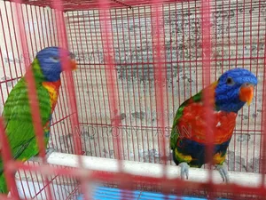 রেইনবো লরিকিট ব্রিডিং পেয়ার
