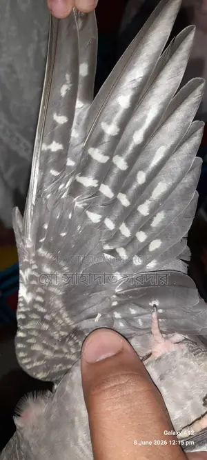 ককাটেল পাখি বিক্রি হবে